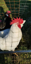 Used, 6 blue splash/black leghorn eggs laying hens white eggs top quality large fowl for sale  LANARK