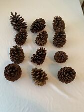 12 LARGE PINE CONES, Assorted Sizes CRAFTS, HOLIDAYS, DECOR, used for sale  Shipping to South Africa