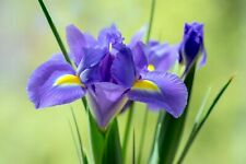 Dutch iris sapphire for sale  CRAWLEY