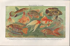 Cromo-litografía 1924: Peces de acuario. Peces Ornamentales Lucha Pez Sol Chanchito segunda mano  Embacar hacia Argentina