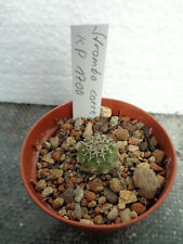 Strombocactus corregidorae we cactus cactus astrophytum aztekium rebutia usato  Spedire a Italy