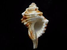 Used, Sea Shells Cymatium trilineatum 52mm ID#3714C  for sale  Shipping to South Africa