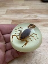 REGALO Scorpion 🙂 Pisapapeles REAL TAXIDERMISTA EE. UU. Lucita Brilla en la Oscuridad segunda mano  Embacar hacia Argentina