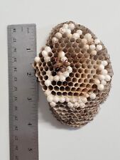 Wasp nest wasp for sale  Conover