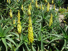 Aloe striatula semi usato  Anzio