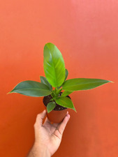 Imperial green philodendron for sale  Homestead