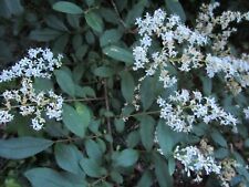 Cuttings chinese privet for sale  Charlotte