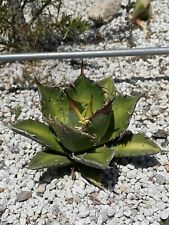 Agave oteroi nice for sale  Los Angeles