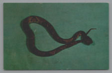 Poisonous snakes copperhead for sale  Okemos