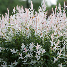 Hakuro nishiki salix for sale  IPSWICH