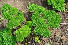 Herb parsley triple for sale  SALISBURY