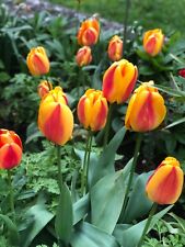 Tulpen gelb rot gebraucht kaufen  Simmern/ Hunsrück