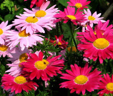 PYRETHRUM ROBINSON'S MIX Chrysanthemum Coccineum - 100 Semillas segunda mano  Embacar hacia Argentina