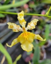 Orchidea orchidea oncidium usato  Spedire a Italy
