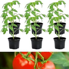Tomato plants moneymaker for sale  GLASGOW