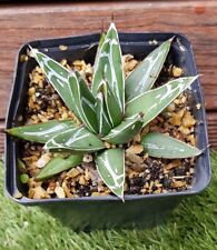 Agave victoria reginae for sale  Shipping to Ireland