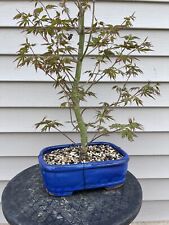 Japanese maple bonsai for sale  Portage