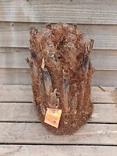 Australian tree fern for sale  YORK