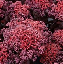 Sedum dark magic for sale  WORKSOP