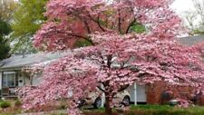 Dogwoods tree pink for sale  Mcminnville