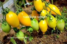 Russische tomatensamen goldene gebraucht kaufen  Rostock