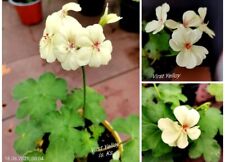 Pelargonie geranium first for sale  Shipping to Ireland