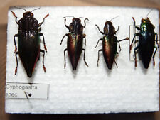 Insekten buprestidae cyphogast gebraucht kaufen  Pliezhausen