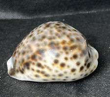 Tiger cowrie natural for sale  RICKMANSWORTH