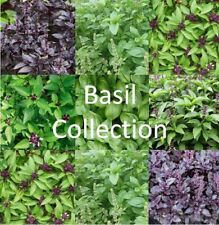 Basil seeds cinnamon for sale  BASILDON