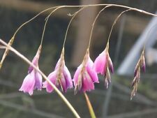 Seeds dierama angels for sale  WAKEFIELD