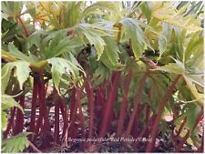 Begonia pedatifida red d'occasion  Arzacq-Arraziguet