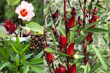 Hibiscus seeds jamaica for sale  Houston
