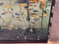 Small african cichlid for sale  Cookeville