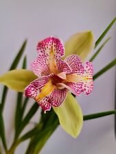 cymbidium for sale  NOTTINGHAM