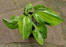 Hosta funkie winter for sale  Shipping to Ireland
