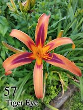 Hemerocallis daylily tiger usato  Vinzaglio