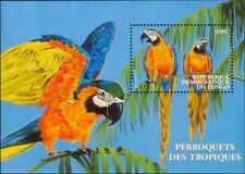 Congo 2000 pappagalli usato  Trambileno
