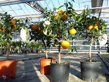 Citrus yuzu zitronenbaum gebraucht kaufen  Goch