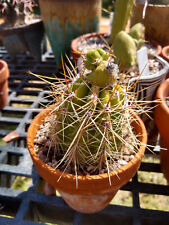 Grafted penis cactus for sale  Tucson