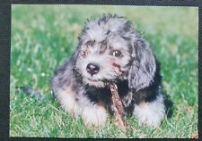 Hunde tierpostkarten tiere gebraucht kaufen  Sondershausen
