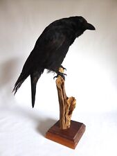 crow bird for sale  Dallas