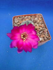 Sulcorebutia rauschii cactus for sale  Tucson
