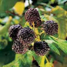 Black raspberry plant for sale  Omaha