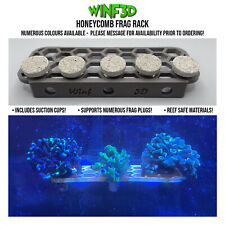 Aquarium coral frag for sale  KINGSWINFORD