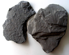 Schieferplatten ammonit fossil gebraucht kaufen  Waibstadt