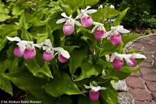 Cypripedium reginae showy for sale  LISBURN