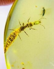 Usado, Fóssil de insetos birmaneses birmanesa larvas de mosca-da-cobra do Cretáceo inseto âmbar Mianmar comprar usado  Enviando para Brazil