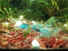 Crevette aquarium blue d'occasion  Limoges-