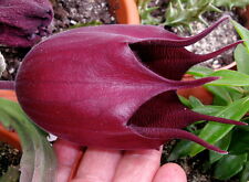 UNROOTED CUTTING of Stapelia wilmaniae 1st TIME IN EBAY!!! RARE no pseudolithos for sale  Shipping to South Africa