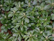 Japanese pachysandra plants for sale  Kempton
